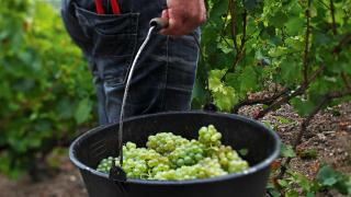 Harvested chardonnay grapes