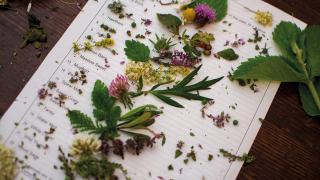 The 22 Islay botanicals
