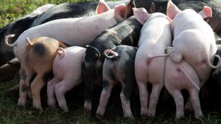 Pigs at Goodwood Estate