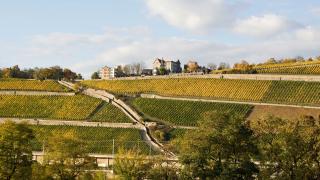 German wines and wine regions | Würzburger vineyards