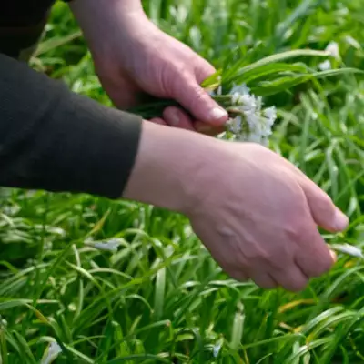Foraging for wild garlic