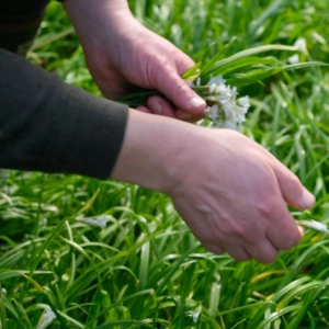Foraging for wild garlic