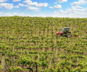 Vineyards in motion