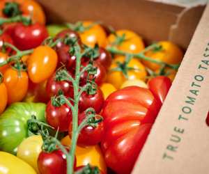 IOW Tomatoes