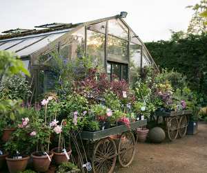 The greenhouse at Petersham Nurseries. Photograph by Marimo Images