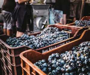 Red grape harvest at Hatzidakis, Greece. Photograph by (Hatzidakis) by Vangelis Paravas