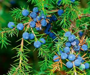 Juniper in Bombay Sapphire gin