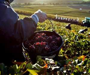 Grapes being harvested