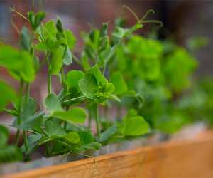 Peas growing