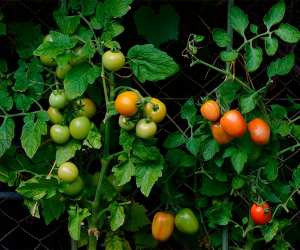 Growing tomatoes in an urban garden