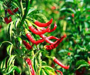 Chillies growing