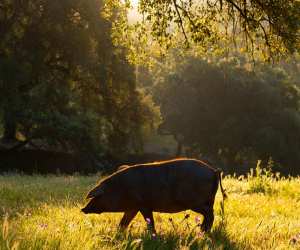 Fat of the land: a trip to Jabugo to see Iberico pork brand Cinco Jotas