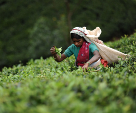 Sri Lankan tea; Photograph by Golec