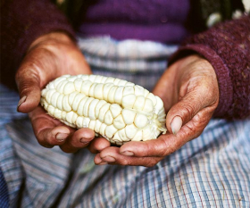 Pale yellow Peruvian corn. Photograph by Dave Brown