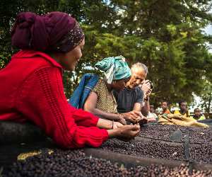 Beans being sorted by hand on one of Union Hand Roasted's sourcing trips to Ethiopia