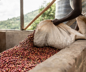 A coffee farmer tending to beans at the Kabnge'tuny cooperative in Kenya