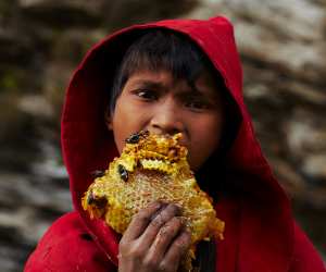 Hunger for Honey; photography by Andrew Newey