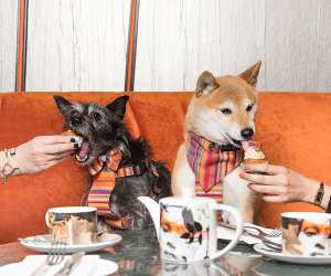 Savage Garden's bottomless dog-friendly brunch