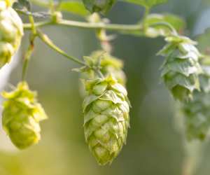 What are hops? A guide to the hops that flavour your favourite beers