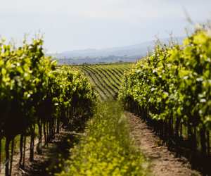 E. & J. Gallo vineyards