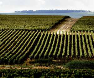 Vineyards owned by Maison Ruinart