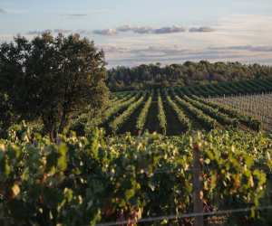 Ribera del Duero vineyards