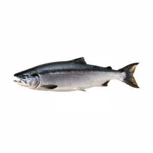 Sockeye salmon