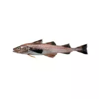Alaska pollock
