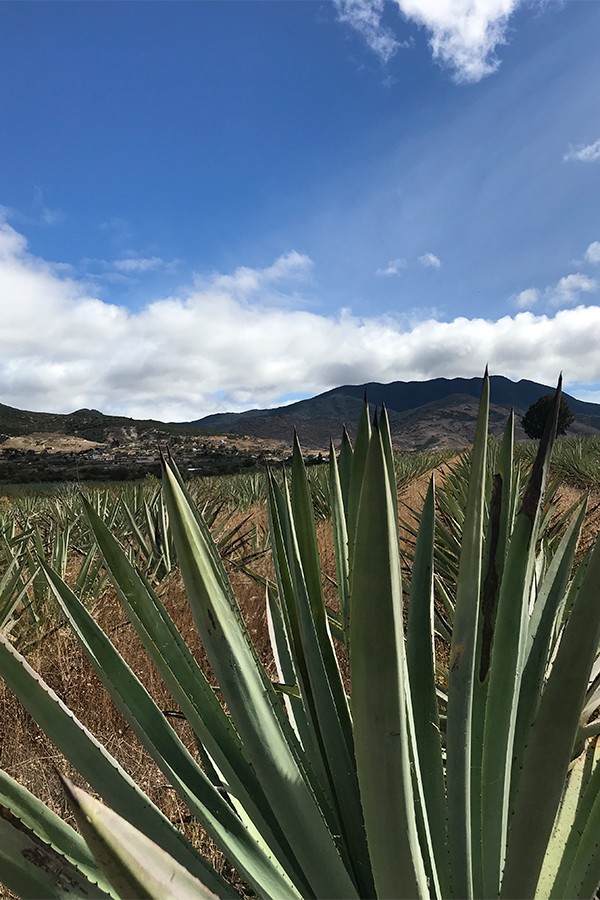 Agave fields outside Santiago Matatalan Agave fields outside Santiago Matatalan