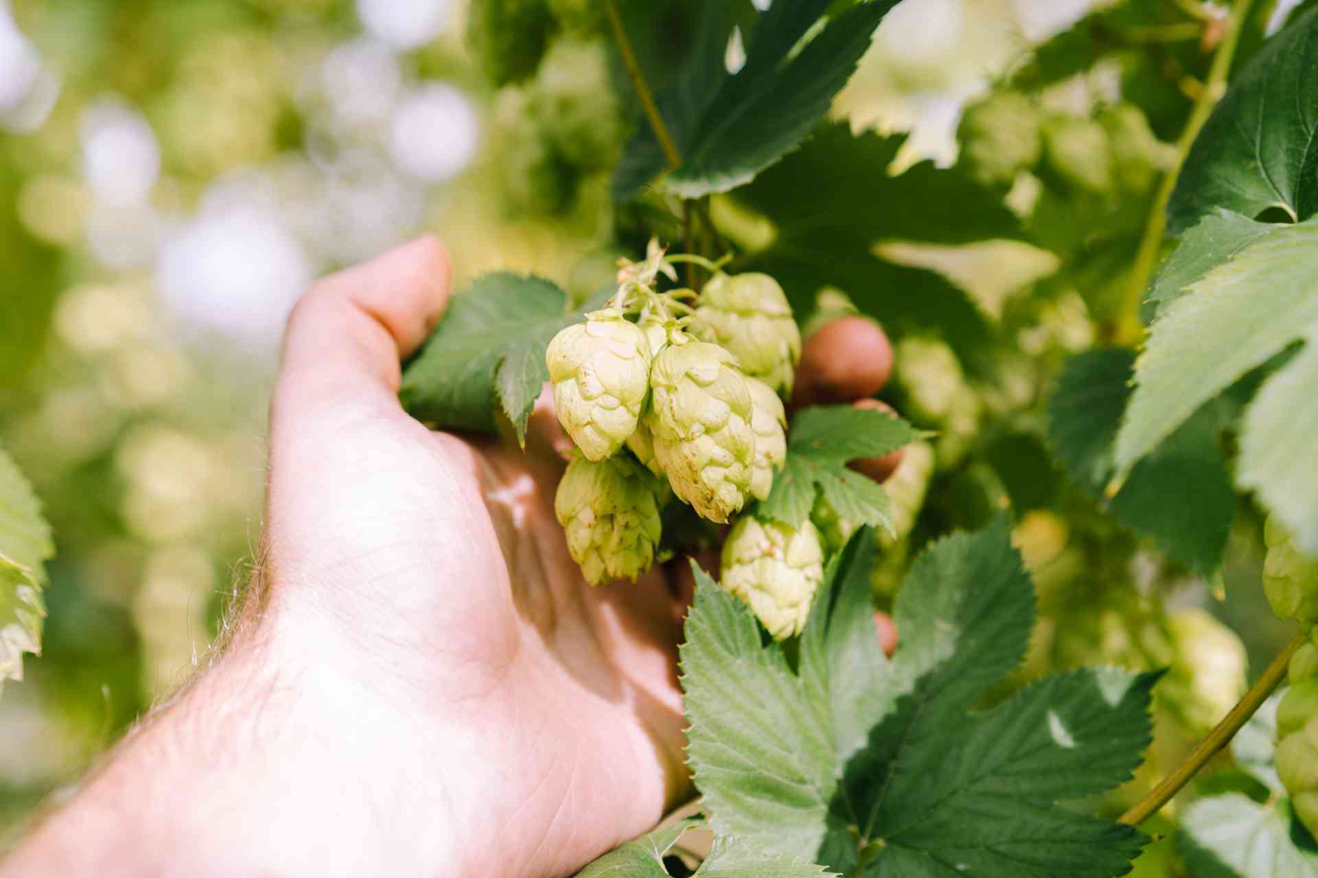 Fuggles hops from Hukins Hop Farm in Sussex