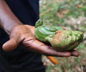 A kola nut from Sierra Leone