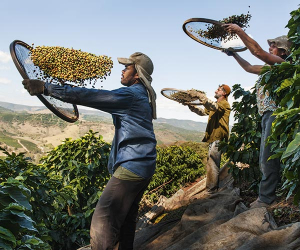 Coffee growing in Brazil. Photograph by Lavazza/Steve McCurry