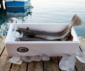 Skrei, packaged and prepared (photograph by Steve Lee)