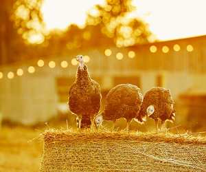 Serve up the perfect turkey this Christmas with help from Lidl UK's heritage breeds; Photograph by Emli Bendixen