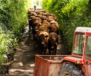 Pipers Farm, Exmoor