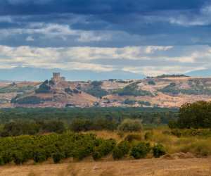 Ribera del Duero vineyard