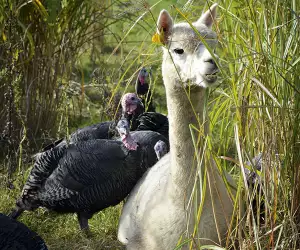 The turkeys and the alpacas get along swimmingly. Photograph by Jon Hawkins