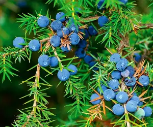 Juniper in Bombay Sapphire gin