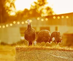 Serve up the perfect turkey this Christmas with help from Lidl UK's heritage breeds; Photograph by Emli Bendixen