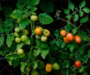 Growing tomatoes in an urban garden