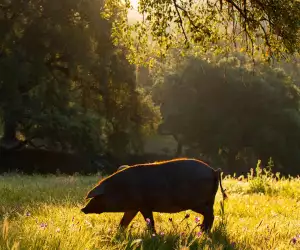 Fat of the land: a trip to Jabugo to see Iberico pork brand Cinco Jotas