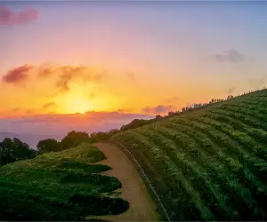 South Africa's Cape Winelands; Photograph by wilpunt / Getty Images