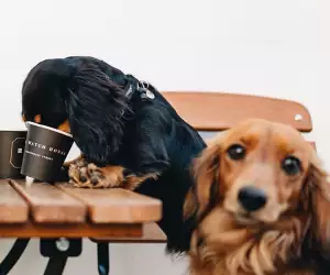 Watchhouse Coffee
