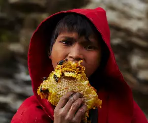 Hunger for Honey; photography by Andrew Newey