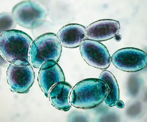 Wild fermentation in action; photography by Kateryna Kon/Science photo library/Getty images