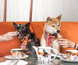Savage Garden's bottomless dog-friendly brunch