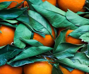 Don't succumb to Christmas food waste: Here's why leftovers should be the main attraction