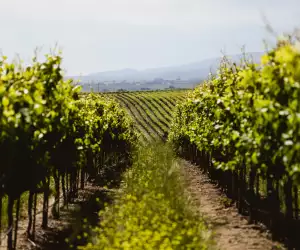 E. & J. Gallo vineyards