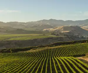 Villa Maria's vineyards in Marlborough, New Zealand