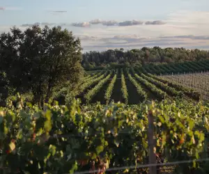 Ribera del Duero vineyards